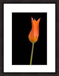 FranframedArt
